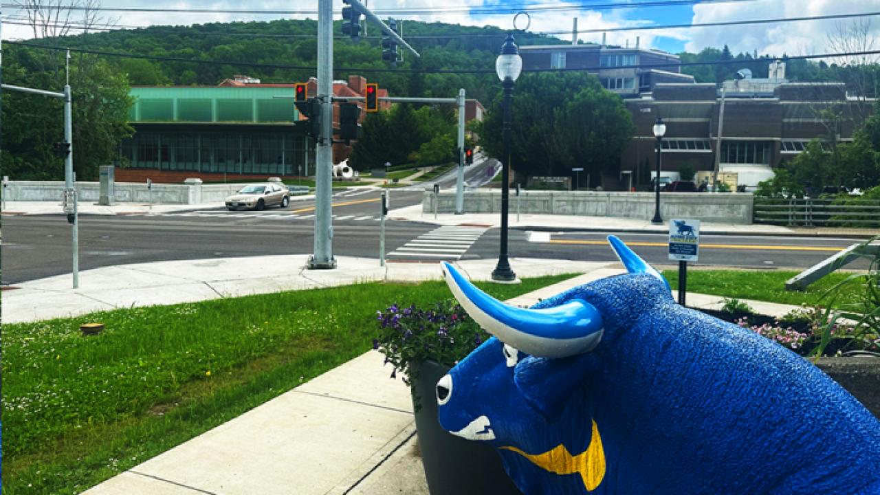 Big Blue the ox at the traffic light