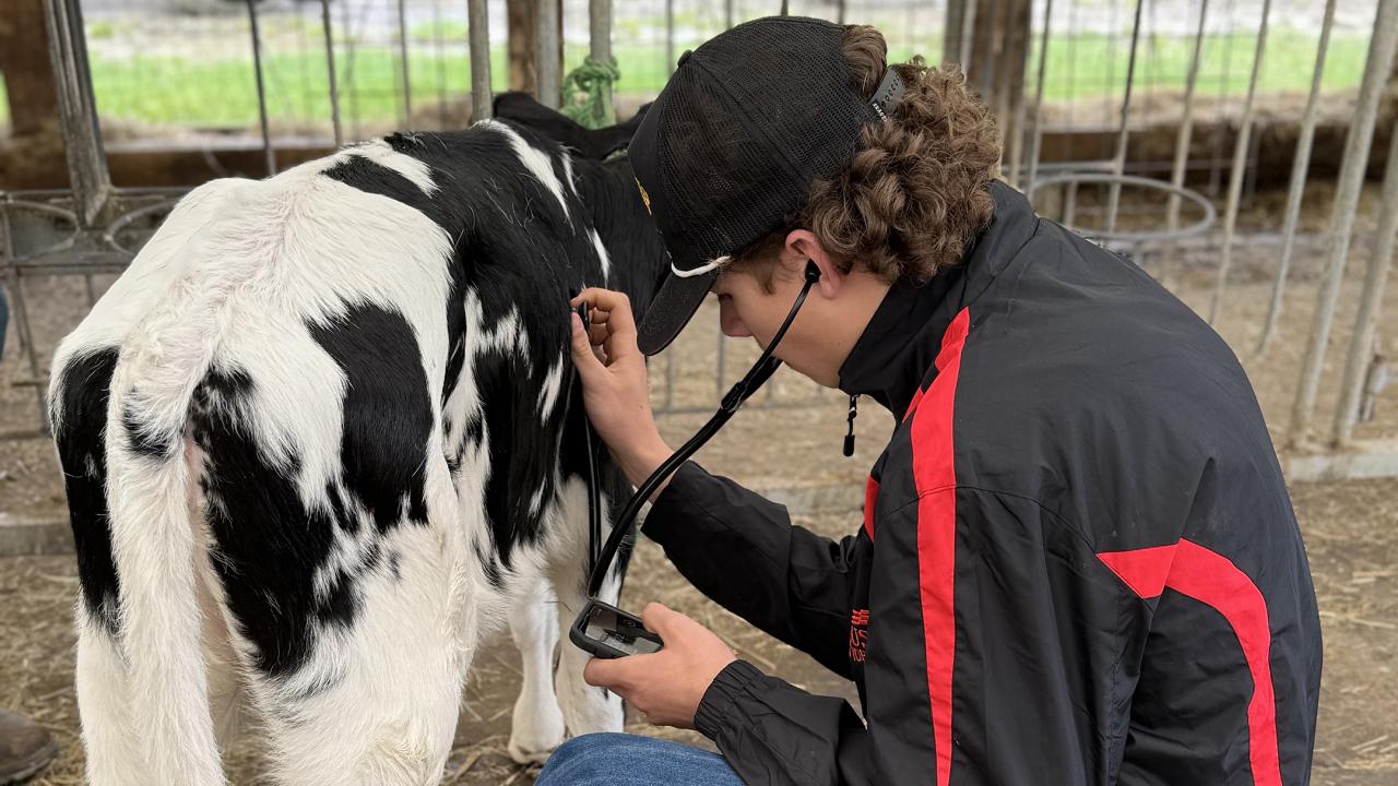 student examines a calf